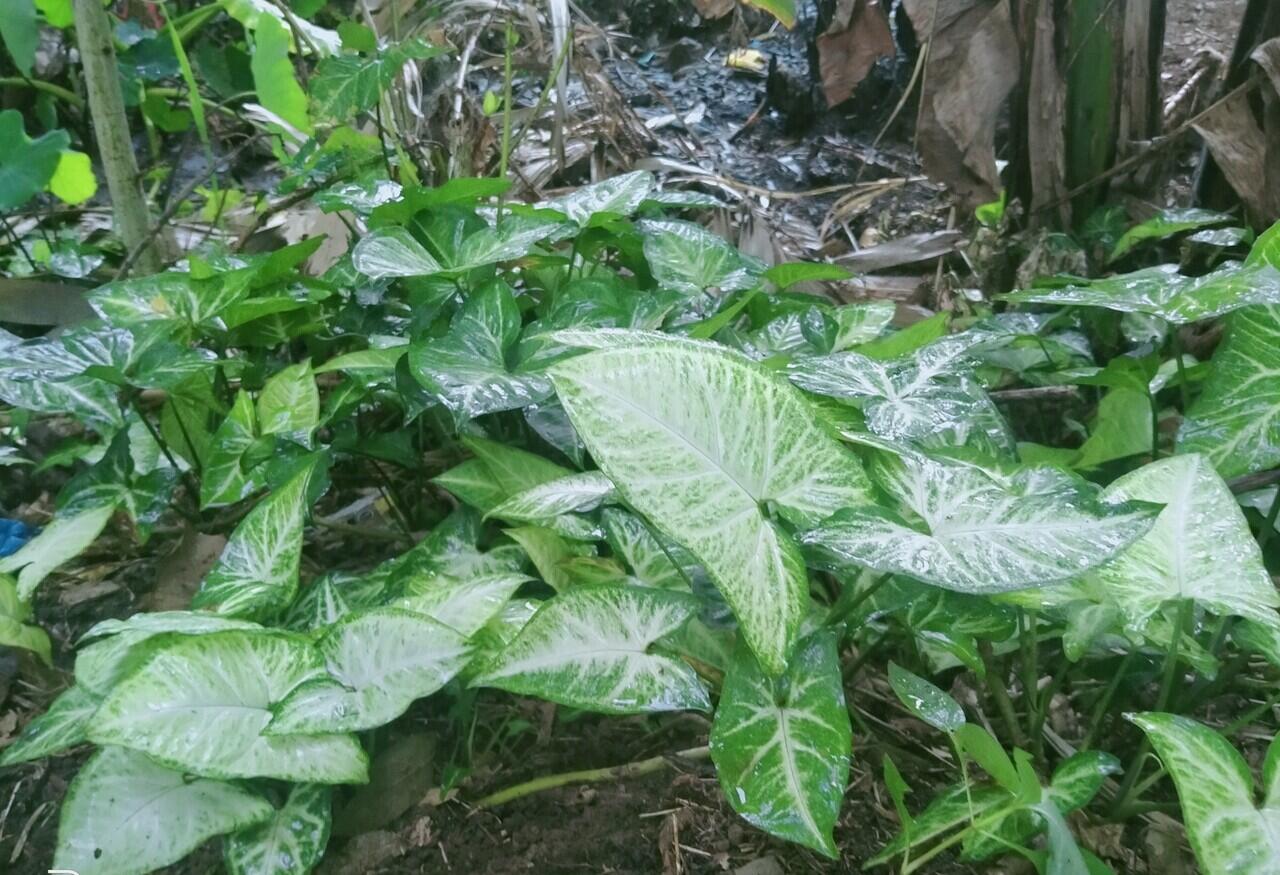 Make Over Taneman Liar (Keladi Garis Putih)