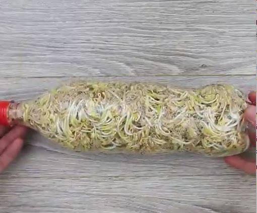 Menanam Tauge Dan Kacang Hijau Di Kala Dirumah Aja