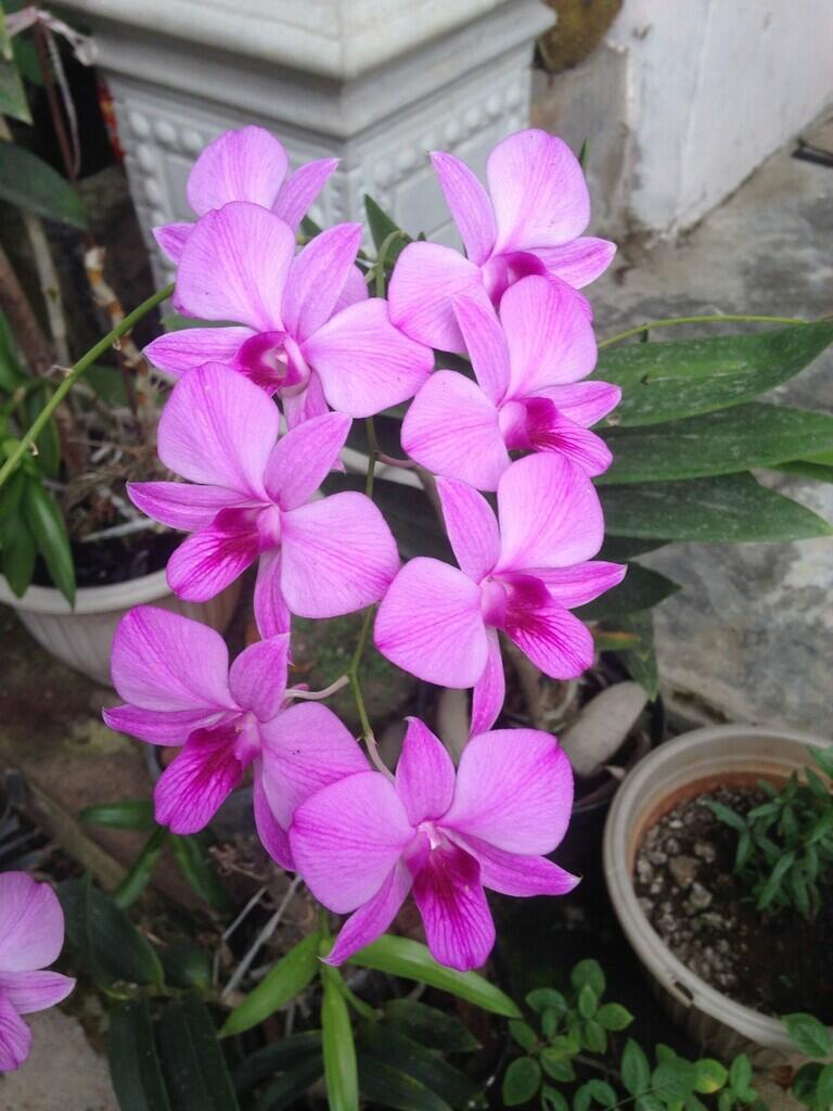 Tips cara merawat bunga anggrek dan cara pemangkasan dan penyiramannya