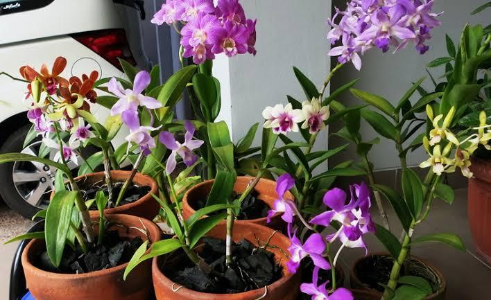 Tips cara merawat bunga anggrek dan cara pemangkasan dan penyiramannya