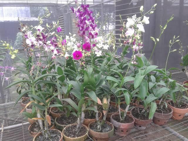 Tips cara merawat bunga anggrek dan cara pemangkasan dan penyiramannya