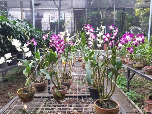 Tips cara merawat bunga anggrek dan cara pemangkasan dan penyiramannya