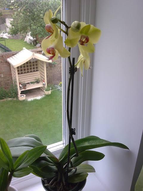 Tips cara merawat bunga anggrek dan cara pemangkasan dan penyiramannya