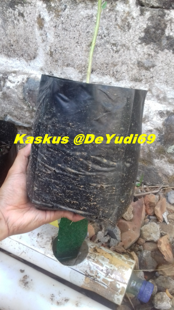 Merawat Tanaman Jadi Lebih Mudah dengan Cara Penyiraman Ini, Kuy Cek Caranya Dimari!