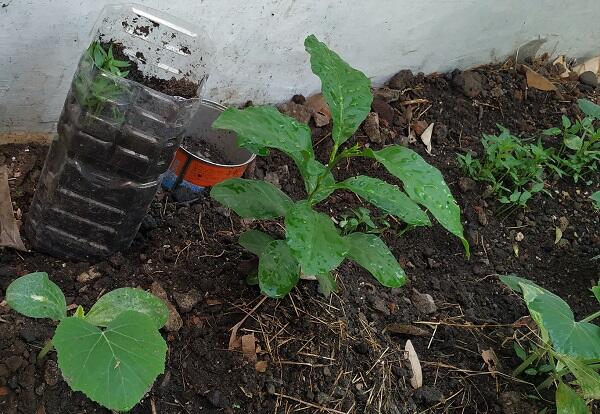 Tips Berkebun Bagi Pemula, Menyiasati Daerah Perumahan Yang Tidak Subur.