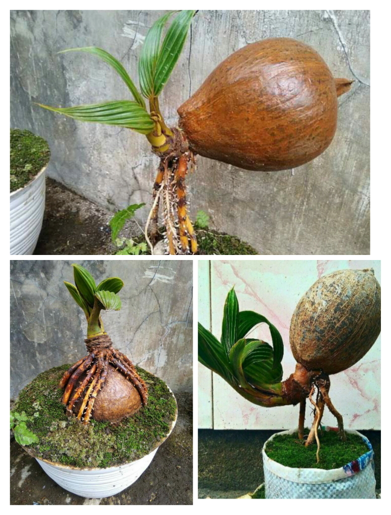 Si Bonsai Kelapa Cantik yang Memikat Hati, Ternyata Bisa Dibuat Sendiri Loh! 