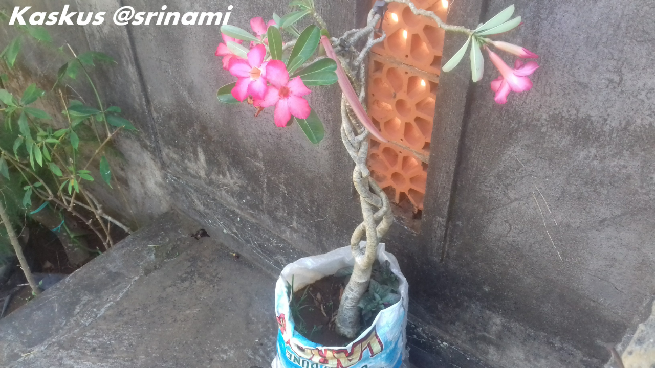 Mau Membudidayakan Tanaman Bunga Adenium? Nggak Susah Kok, Mampir Dimari Gan!