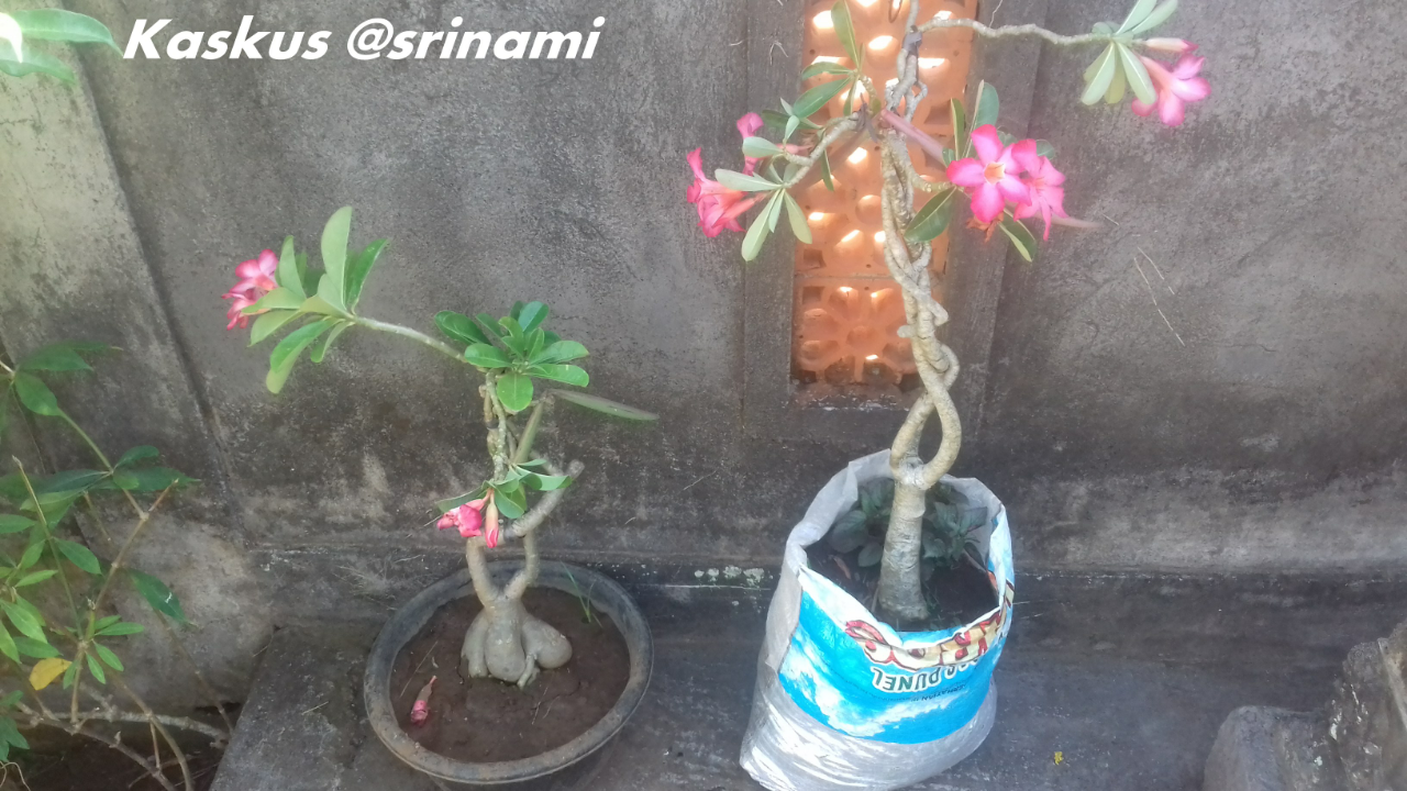 Mau Membudidayakan Tanaman Bunga Adenium? Nggak Susah Kok, Mampir Dimari Gan!