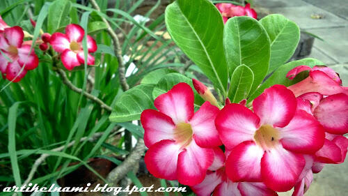 Mau Membudidayakan Tanaman Bunga Adenium? Nggak Susah Kok, Mampir Dimari Gan!