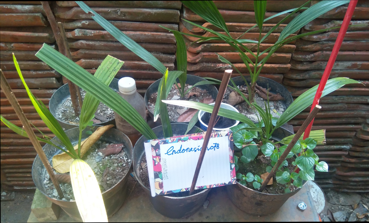 Membudidayakan Pohon Kurma dan Lidah Mertua, Ini Tips Ala Ane