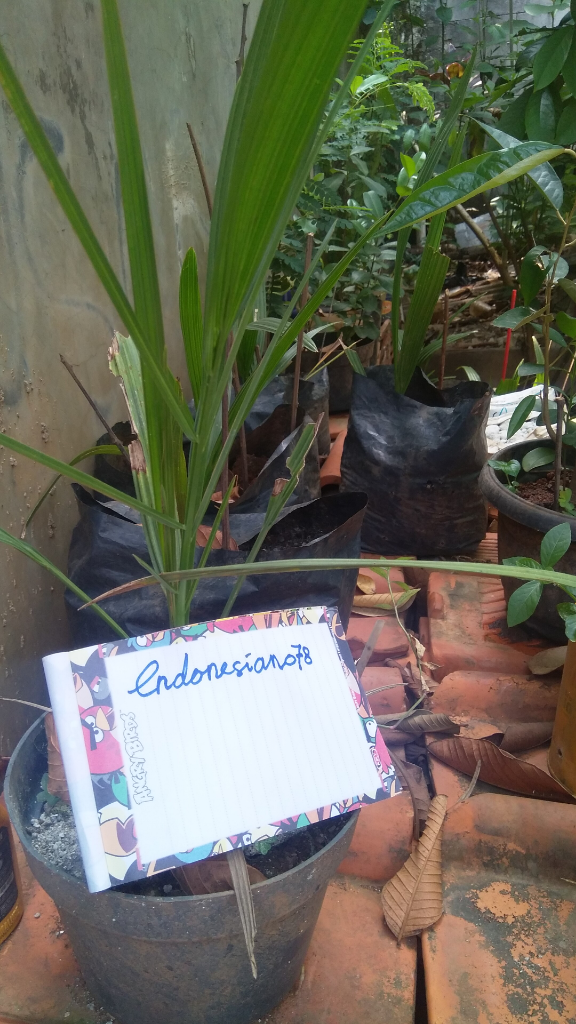 Membudidayakan Pohon Kurma dan Lidah Mertua, Ini Tips Ala Ane