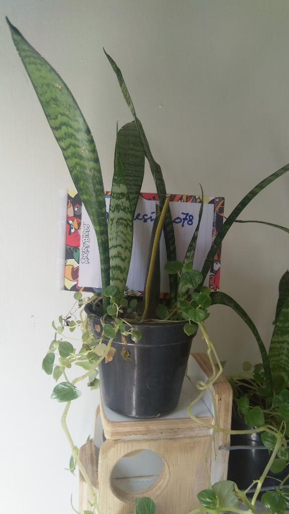 Membudidayakan Pohon Kurma dan Lidah Mertua, Ini Tips Ala Ane
