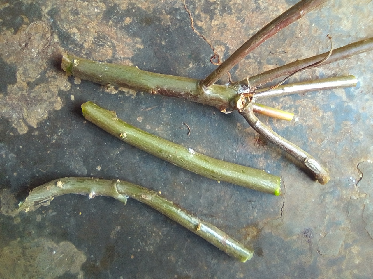 Awalnya Tak Sengaja, Akhirnya Budidaya Ginseng Jawa