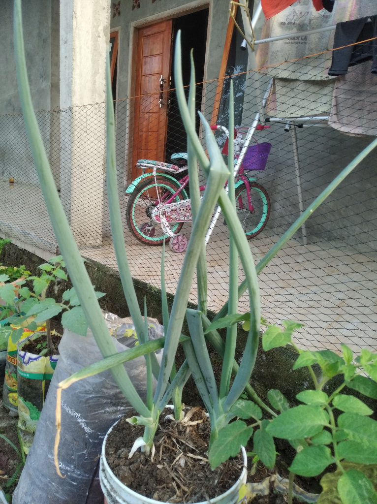 Tips Menyulap Pekarangan Sempit Menjadi Kebun Aneka Sayuran