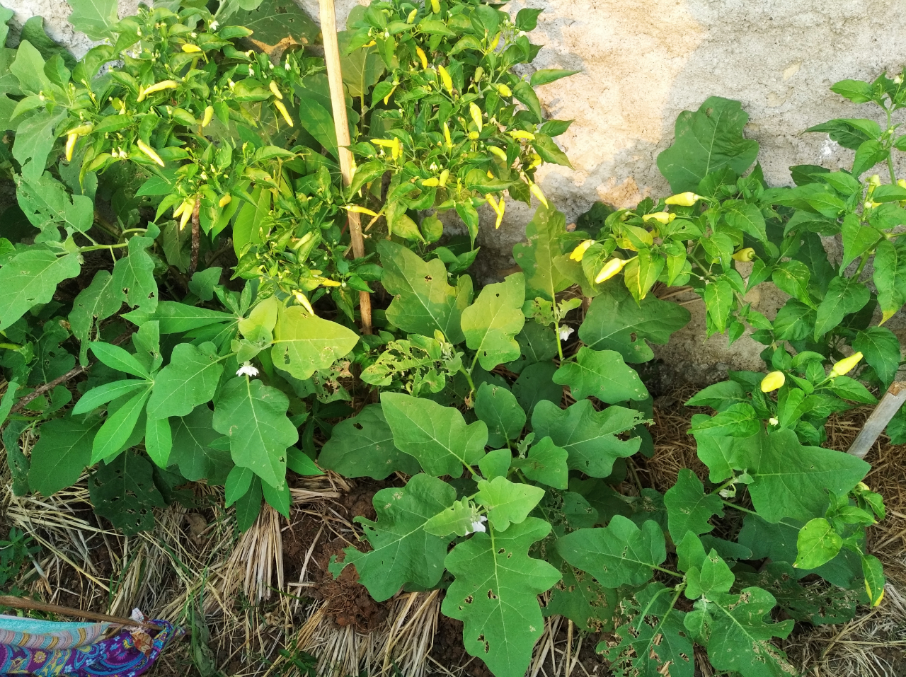 Tips Menyulap Pekarangan Sempit Menjadi Kebun Aneka Sayuran
