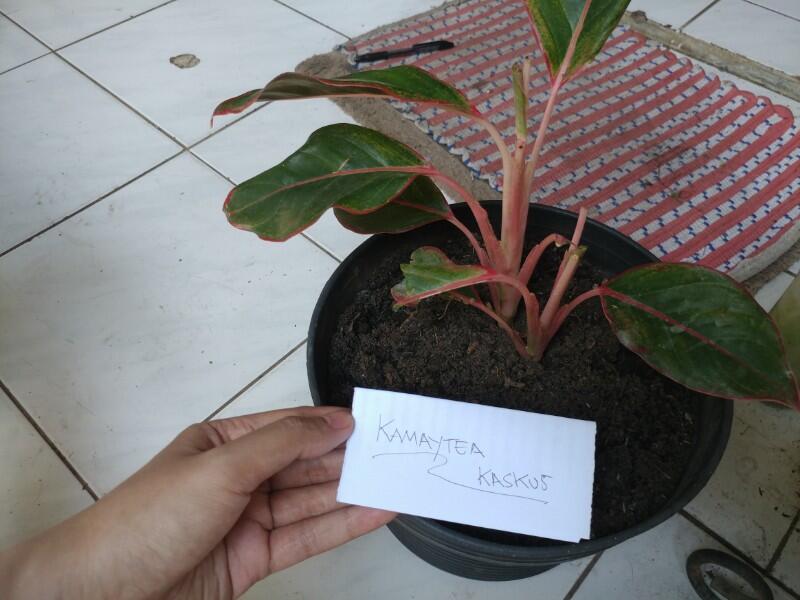 Tips Mudah Merawat Tanaman Hias Aglonema Agar Terlihat Indah