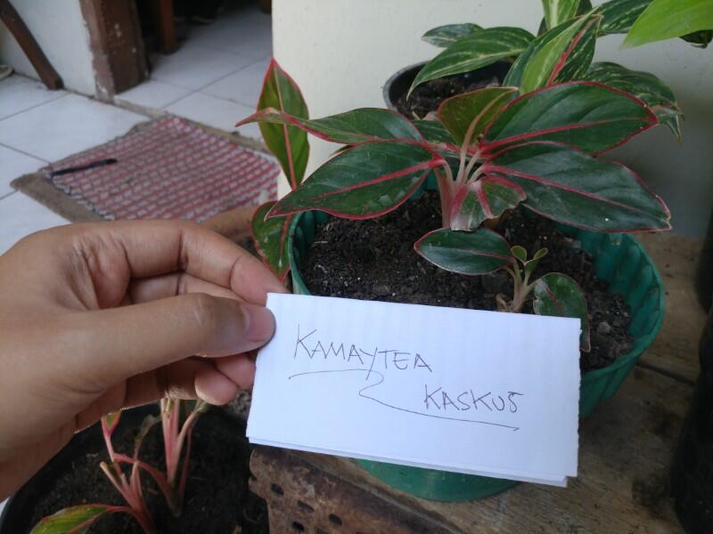 Tips Mudah Merawat Tanaman Hias Aglonema Agar Terlihat Indah