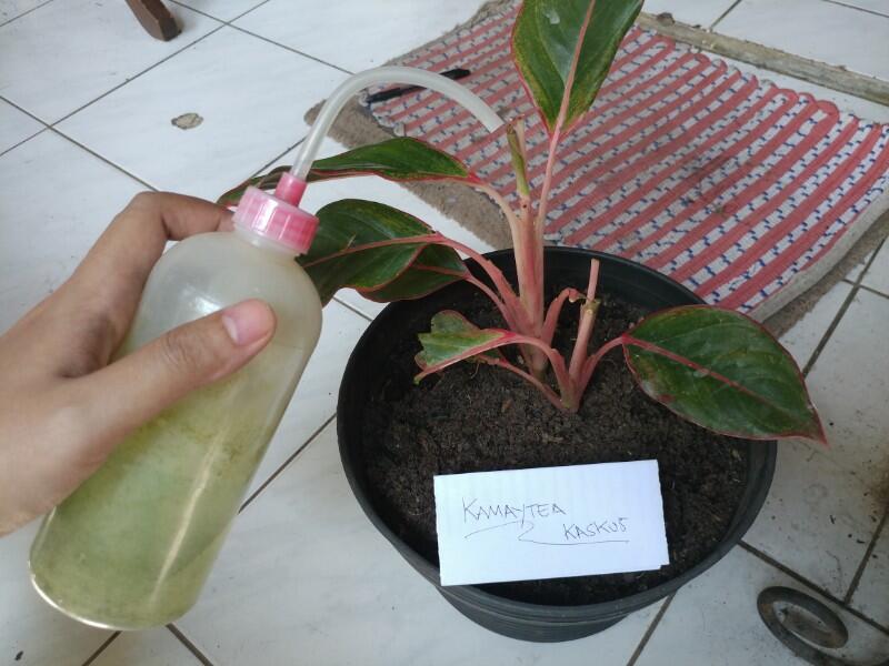 Tips Mudah Merawat Tanaman Hias Aglonema Agar Terlihat Indah