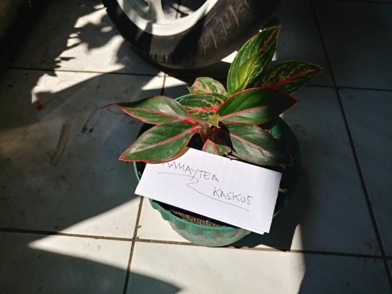 Tips Mudah Merawat Tanaman Hias Aglonema Agar Terlihat Indah