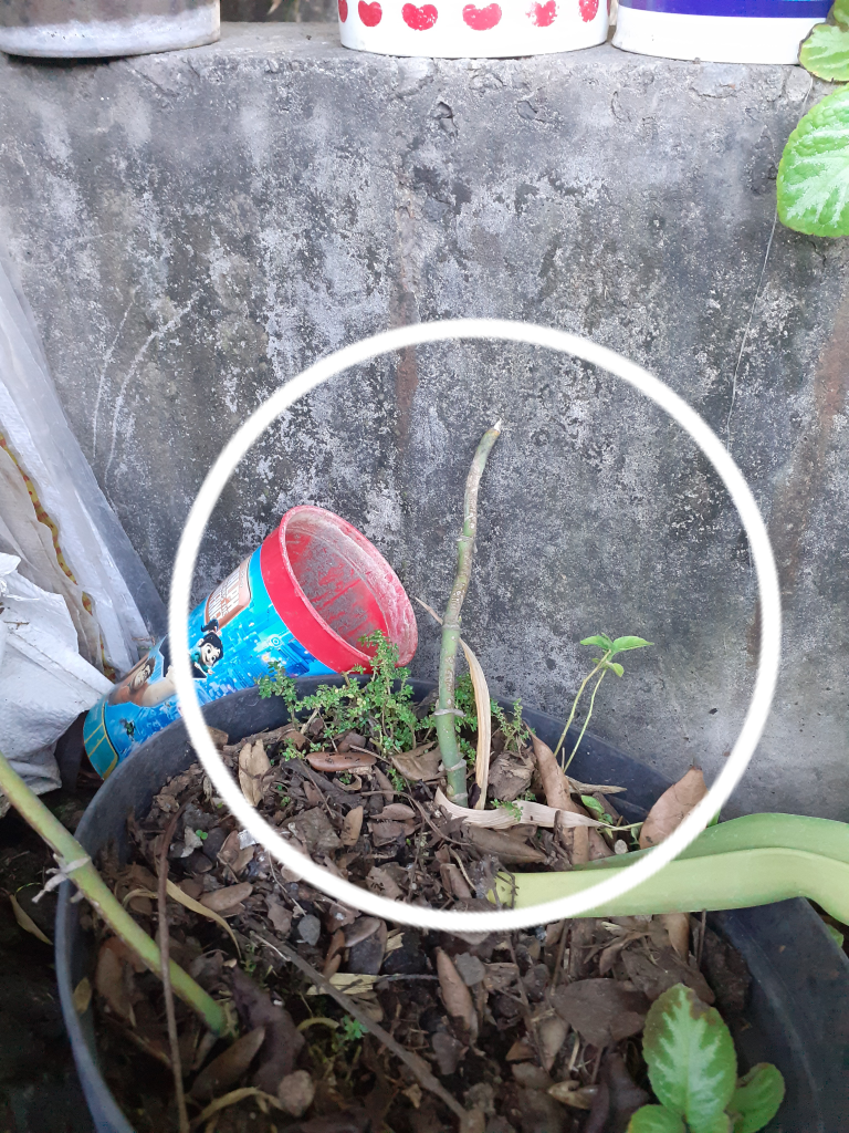 Merawat Monstera "Setinggi 3 Meter"