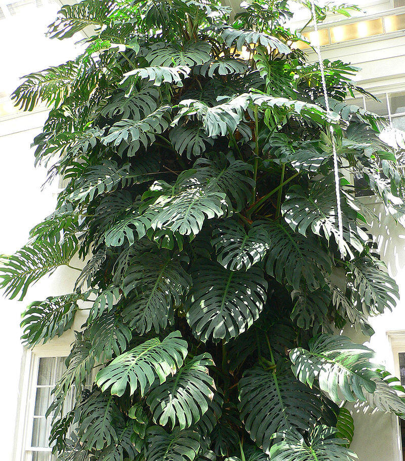 Merawat Monstera &quot;Setinggi 3 Meter&quot;