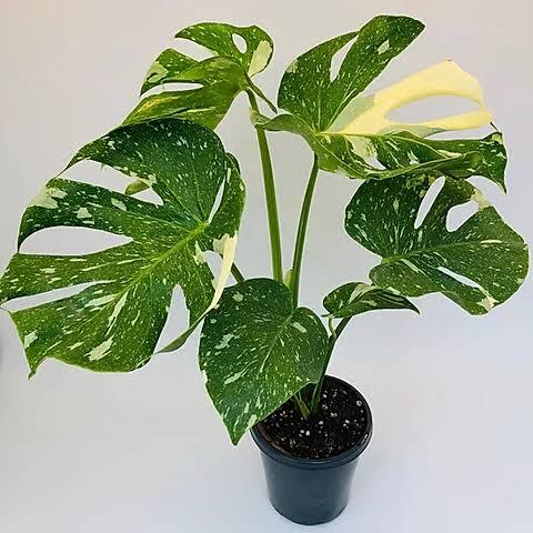 Merawat Monstera &quot;Setinggi 3 Meter&quot;