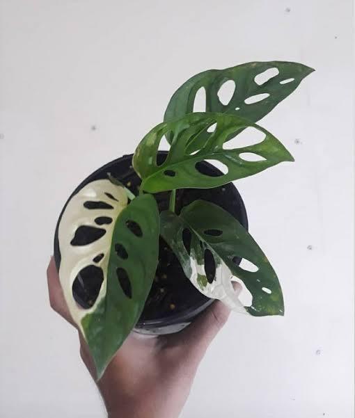 Merawat Monstera &quot;Setinggi 3 Meter&quot;