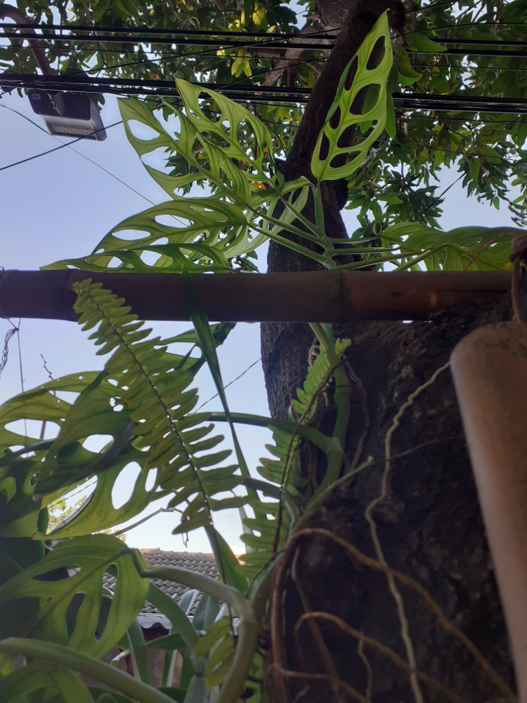 Merawat Monstera "Setinggi 3 Meter"