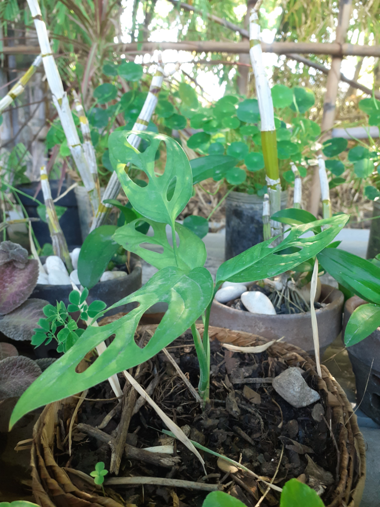 Merawat Monstera "Setinggi 3 Meter"