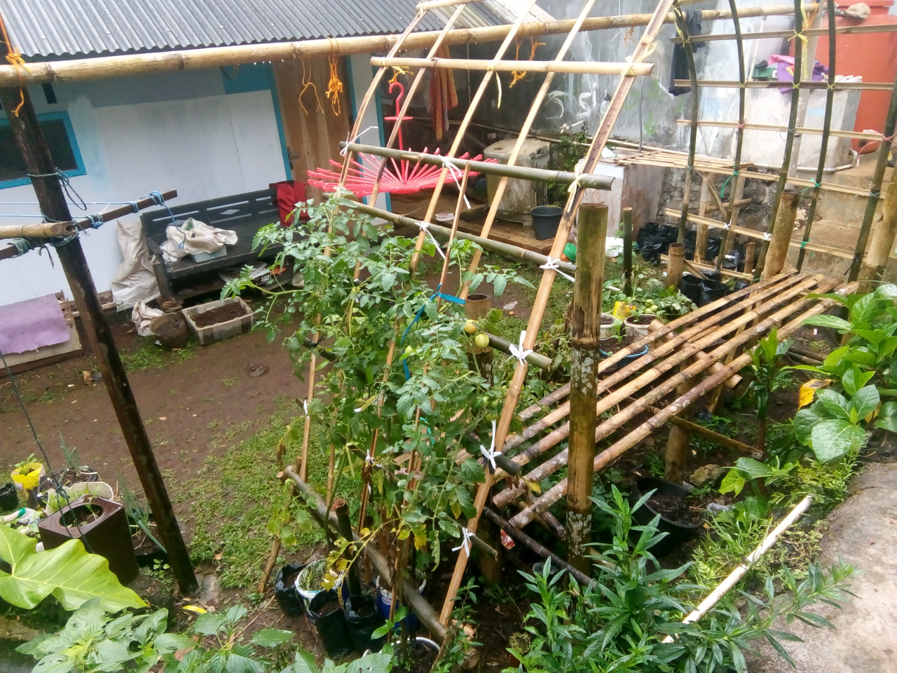 Inilah Tips Memelihara Tanaman Sayuran Di Pekarangan Rumah Versi Ane