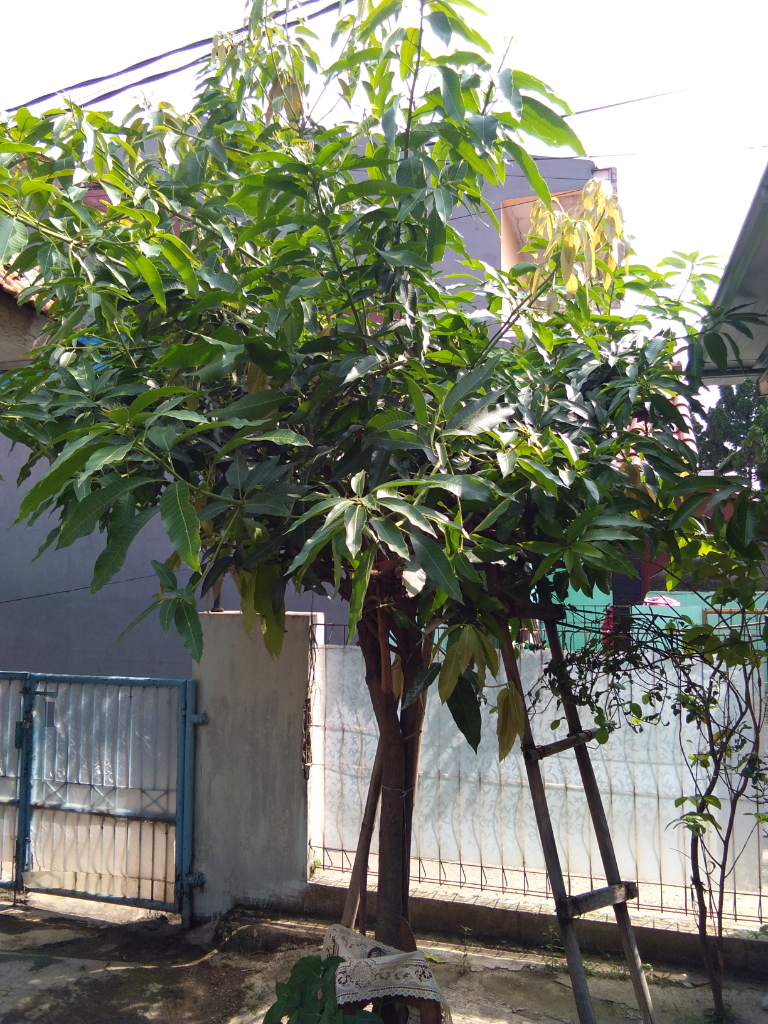 Menanam Pohon Mangga Di Pekarangan Rumah