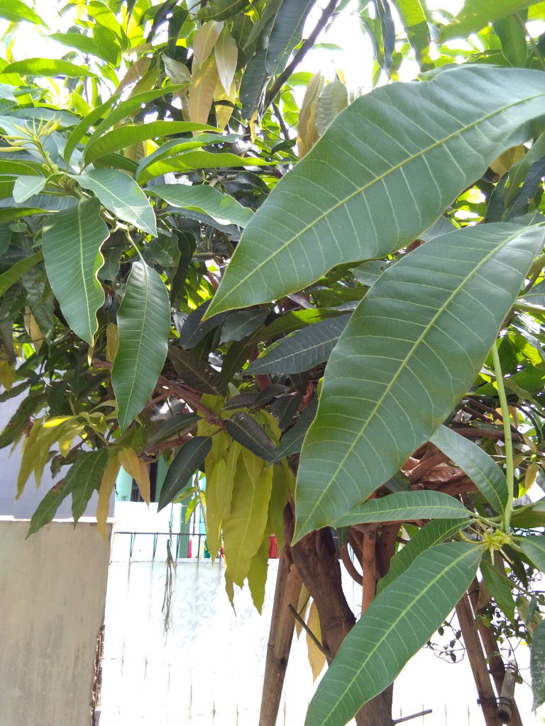 Menanam Pohon Mangga Di Pekarangan Rumah