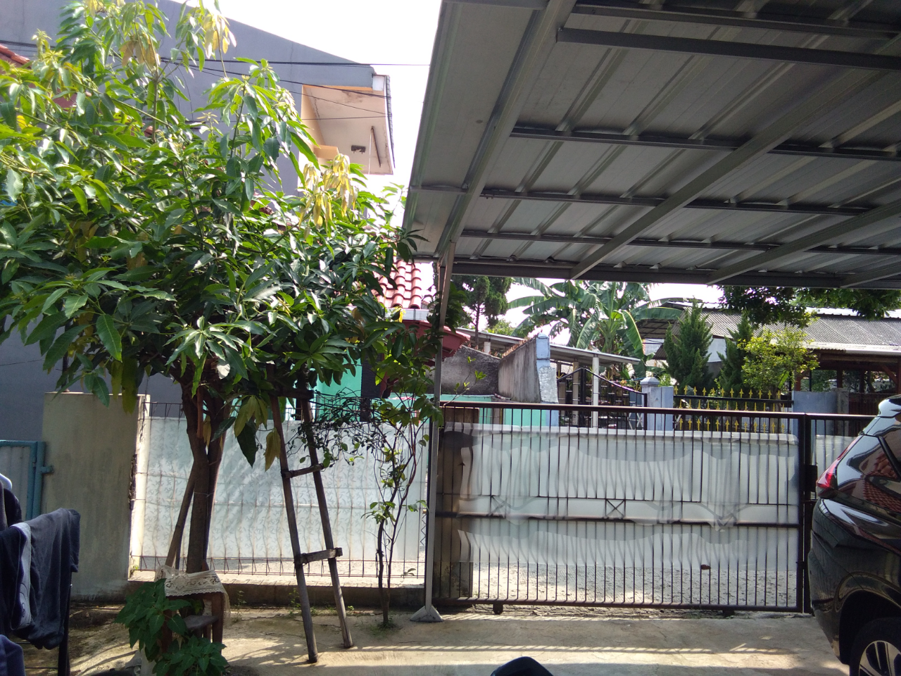 Menanam Pohon Mangga Di Pekarangan Rumah
