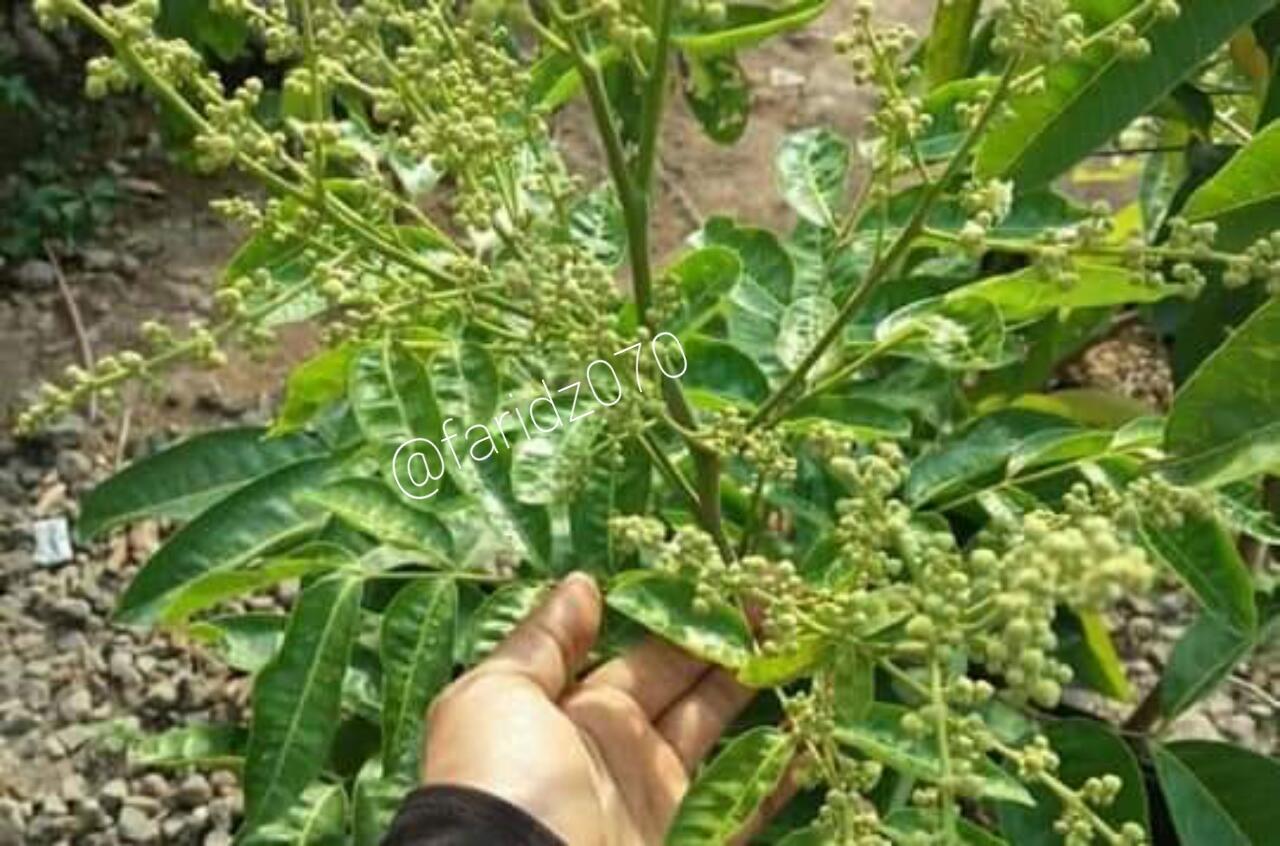 Pohon Buah Enggan Berbunga dan Berbuah? Sunat Saja!