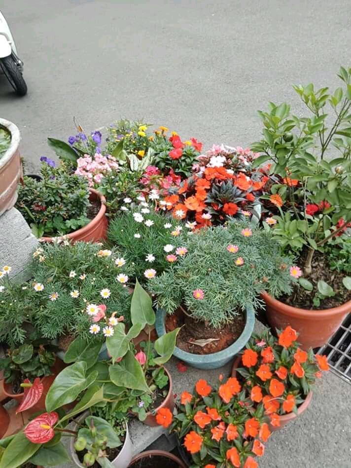 Manfaat Bercocok Tanam Dan Berkebun Di Rumah Saja, Salah Satunya Hilangkan Stres!