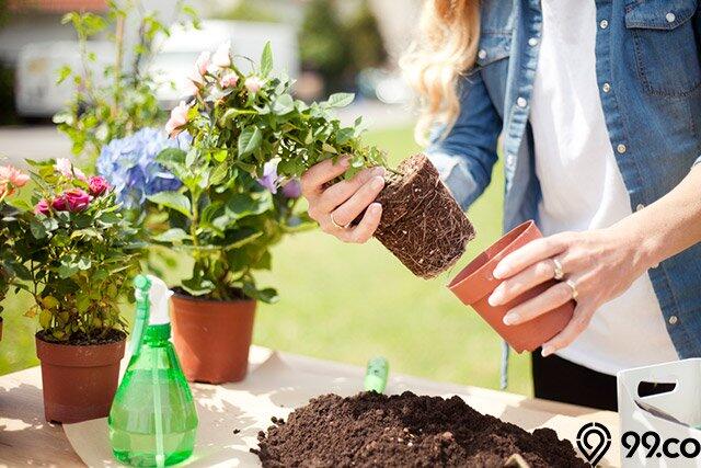 Manfaat Bercocok Tanam Dan Berkebun Di Rumah Saja, Salah Satunya Hilangkan Stres!