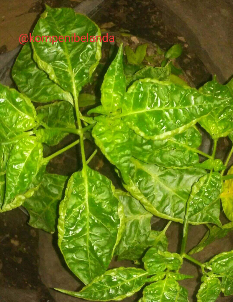 Daun Cabe Keriting? Jangan Panik, Pesnab (Pestisida Nabati) Saja!