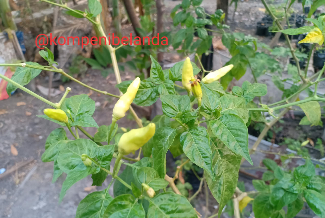 Daun Cabe Keriting? Jangan Panik, Pesnab (Pestisida Nabati) Saja!