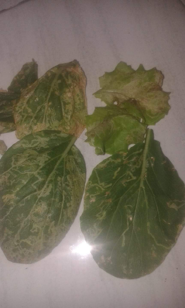 Daun Cabe Keriting? Jangan Panik, Pesnab (Pestisida Nabati) Saja!