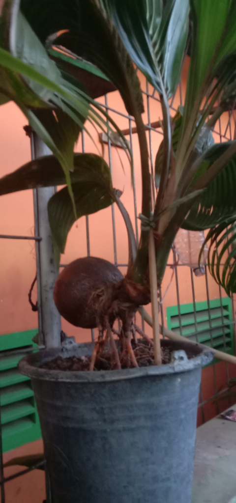 Mencoba Berbonsai Kelapa Dihalaman Rumah, Kepoin Yuks