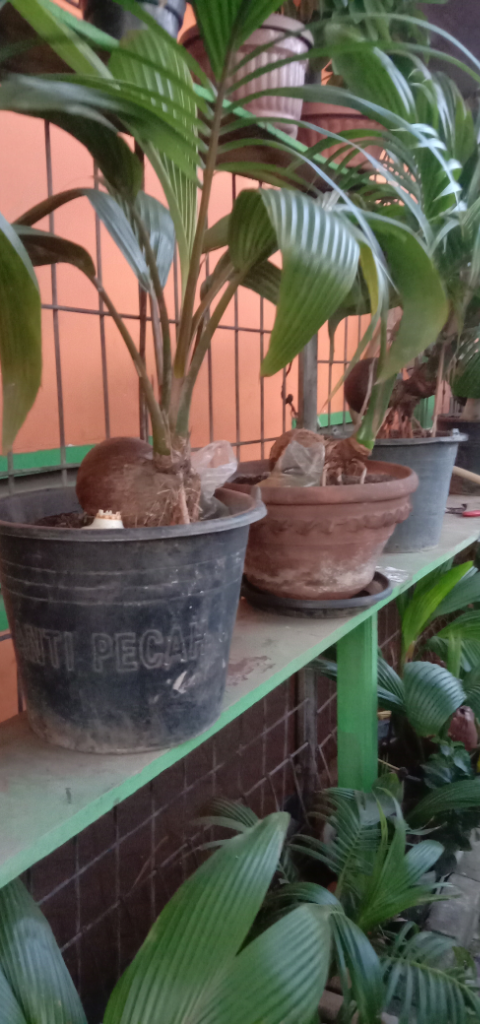 Mencoba Berbonsai Kelapa Dihalaman Rumah, Kepoin Yuks
