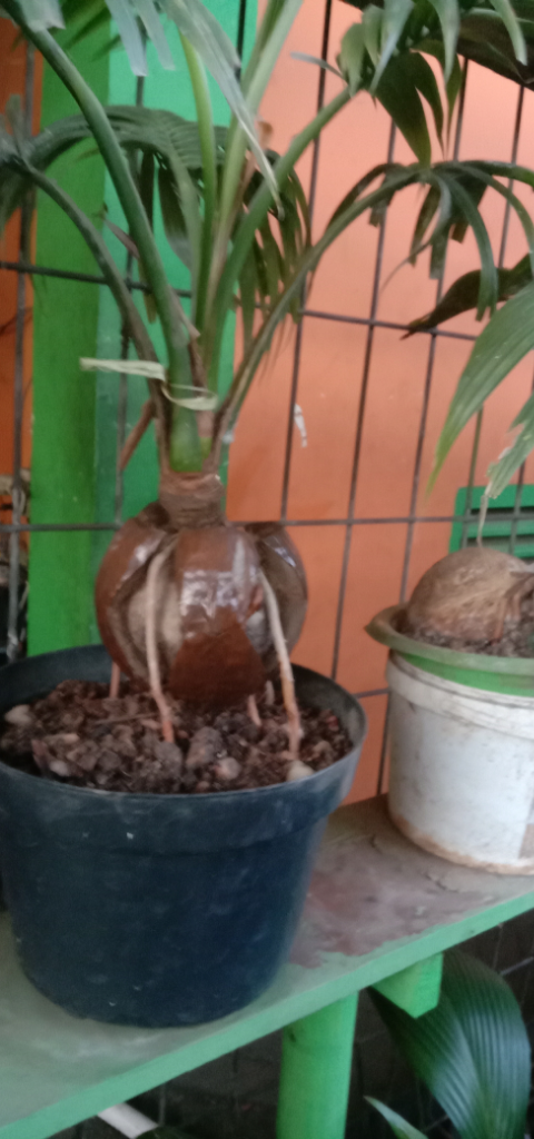 Mencoba Berbonsai Kelapa Dihalaman Rumah, Kepoin Yuks