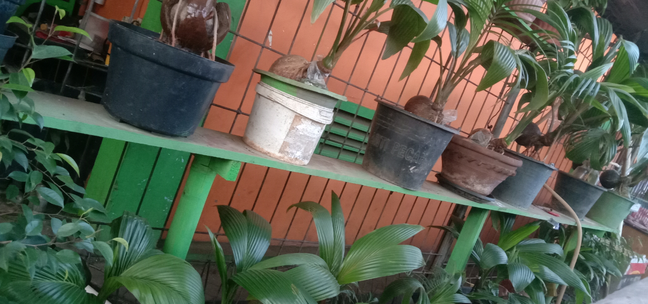 Mencoba Berbonsai Kelapa Dihalaman Rumah, Kepoin Yuks