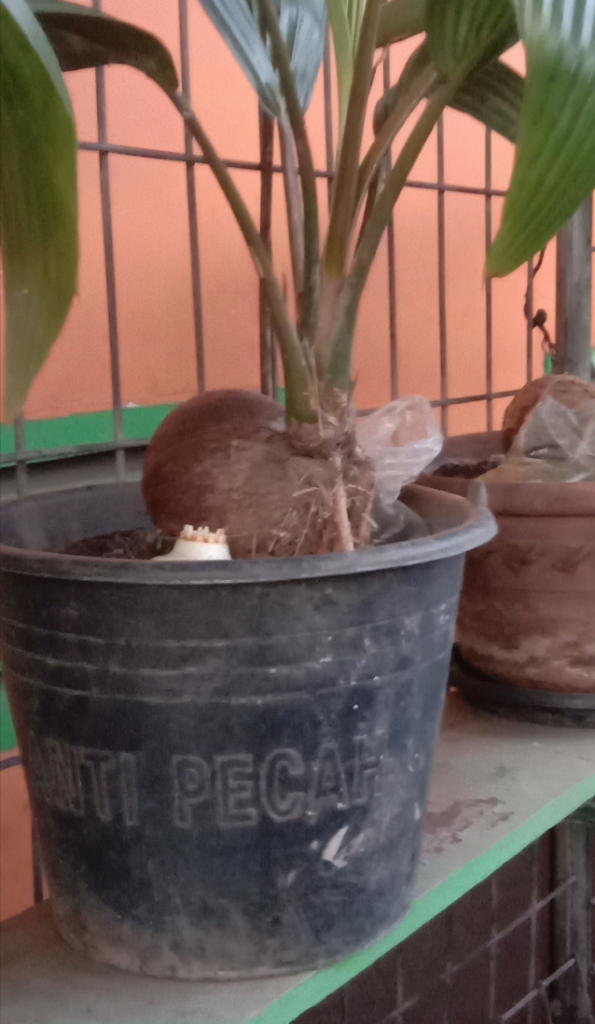 Mencoba Berbonsai Kelapa Dihalaman Rumah, Kepoin Yuks