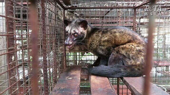 Kejam! Demi Kopi Rp 1 Juta, Musang Luwak di RI Tersiksa