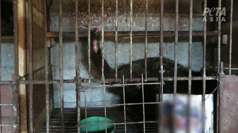 Kejam! Demi Kopi Rp 1 Juta, Musang Luwak di RI Tersiksa