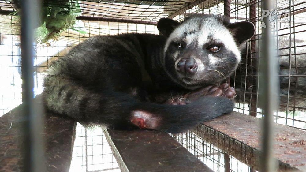Kejam! Demi Kopi Rp 1 Juta, Musang Luwak di RI Tersiksa
