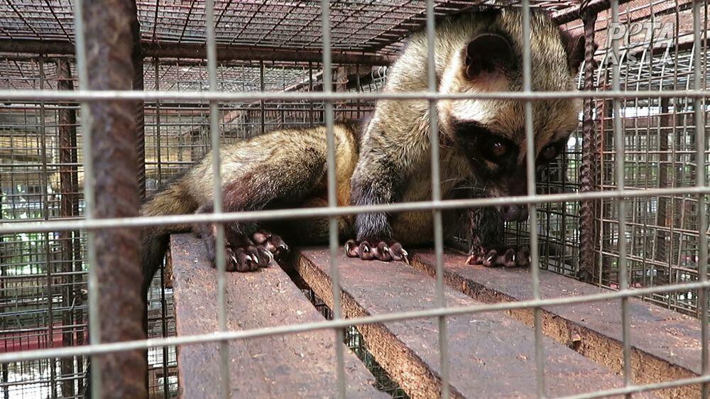 Kejam! Demi Kopi Rp 1 Juta, Musang Luwak di RI Tersiksa