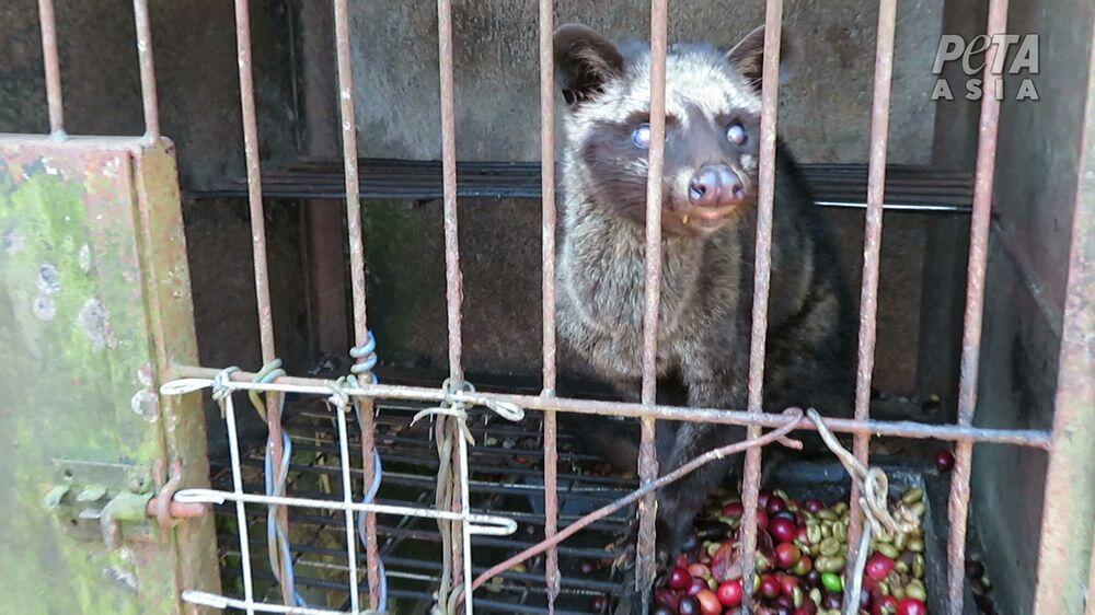 Kejam! Demi Kopi Rp 1 Juta, Musang Luwak di RI Tersiksa