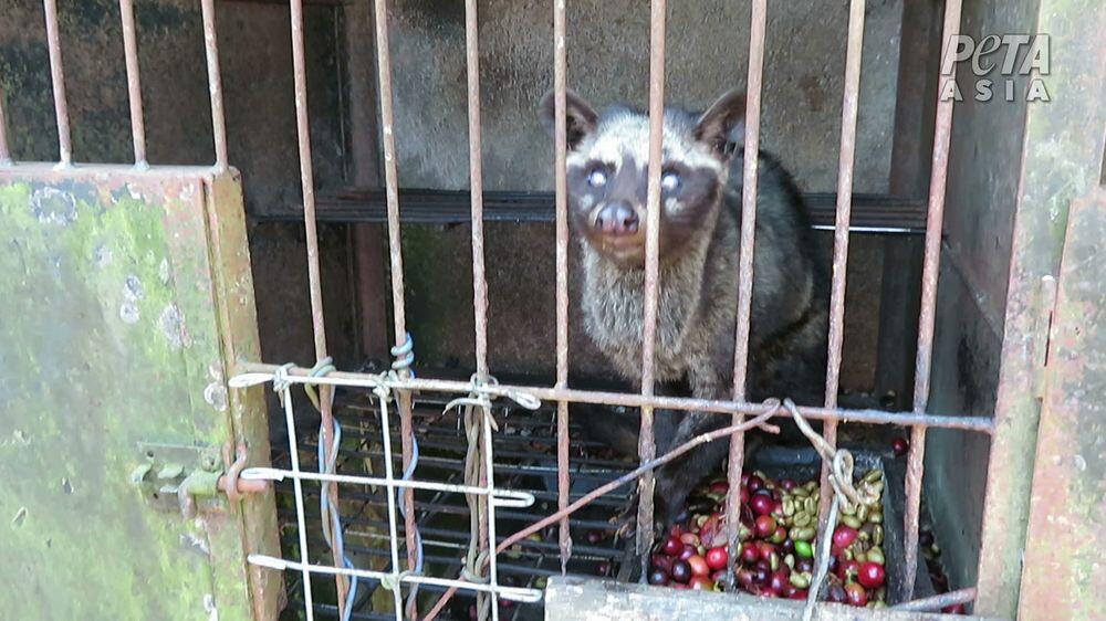 Kejam! Demi Kopi Rp 1 Juta, Musang Luwak di RI Tersiksa
